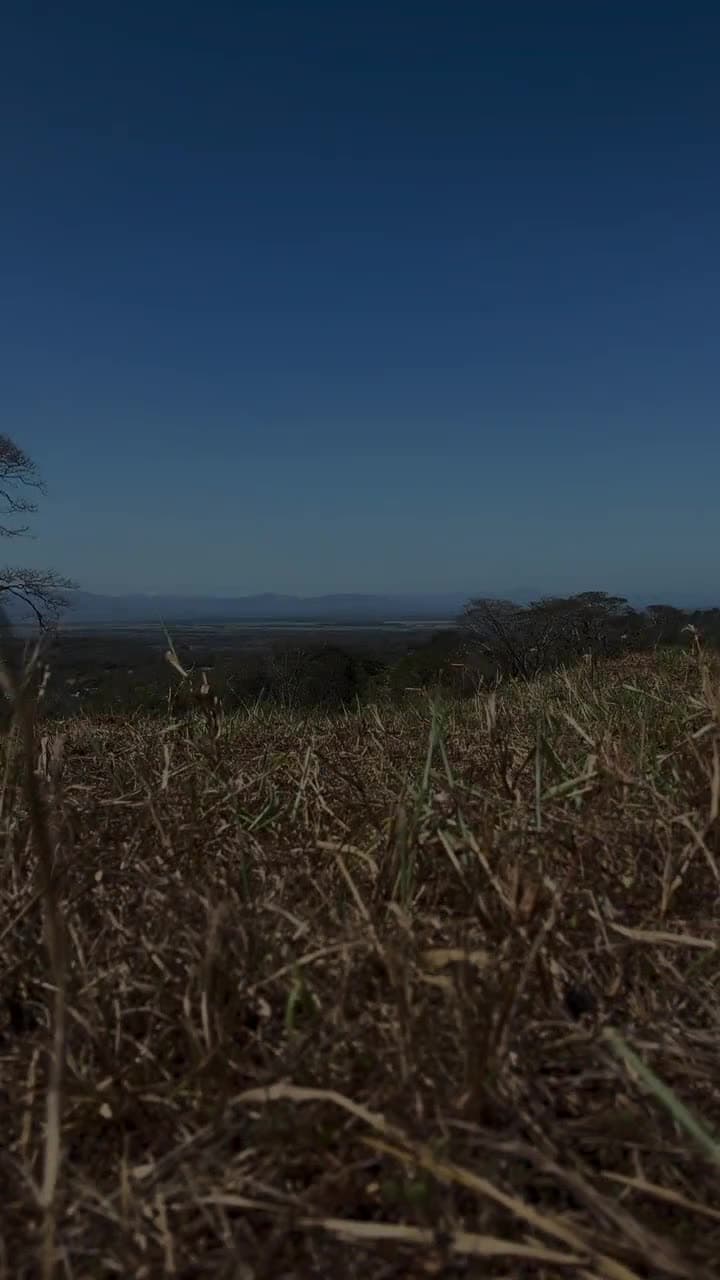Video de contenido en exteriores: modelo con vestido blanco y un girasol en un campo